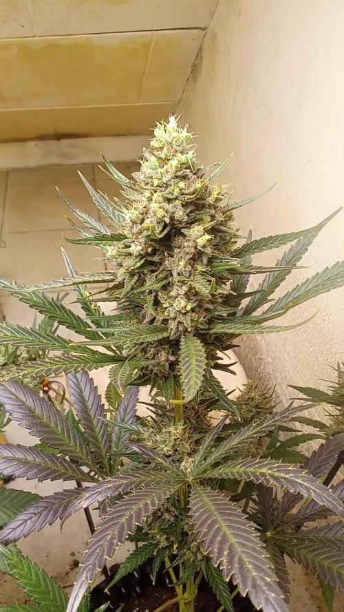 Geneseeds_nemeseeds black hell fem