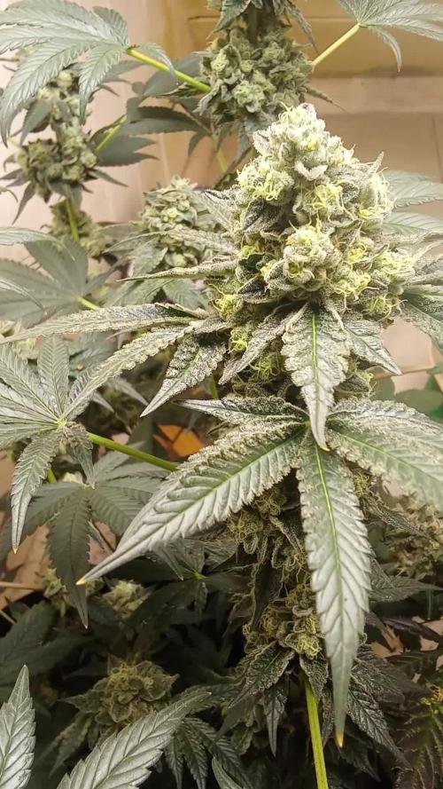 Art genetix TRUFFLE X ACDS limited Γ©dit