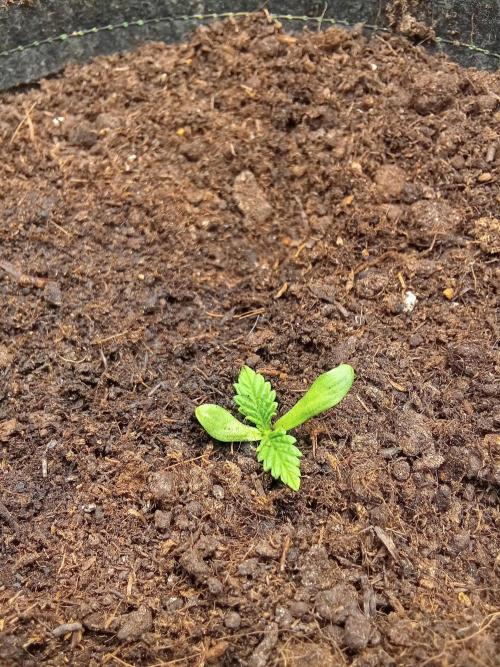 Sacred Terps _Chimera#3 X Bio Tabs. Week 1 - Jour 1