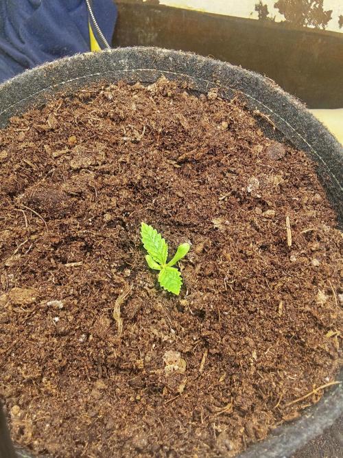 Sacred Terps _Chimera#3 X Bio Tabs. Week 1 - Jour 2