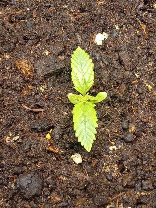 Sacred Terps _Chimera#3 X Bio Tabs. Week 1 - Jour 4