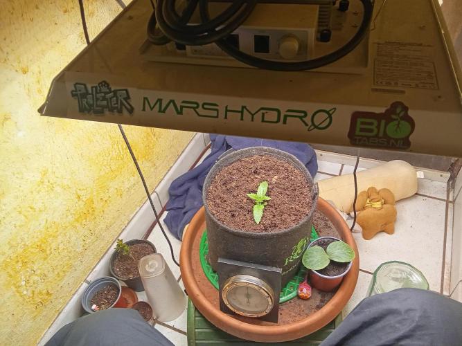 Sacred Terps _Chimera#3 X Bio Tabs. Week 1