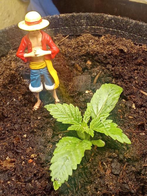 Sacred Terps  - Chimera#3 door ZoobZoob_farmZ