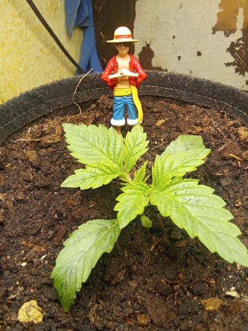 Sacred Terps _Chimera#3 X Bio Tabs. Week 2