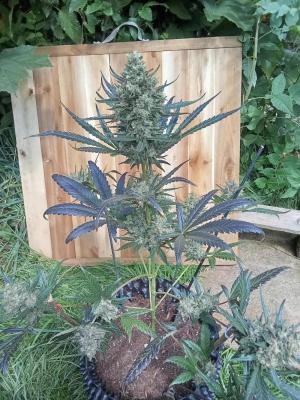 Comment by ZoobZoob_farmZ photo #3