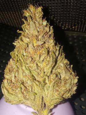 Comment by ZoobZoob_farmZ photo #4