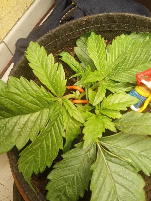 Sacred Terps _Chimera#3 X Bio Tabs. Week 3