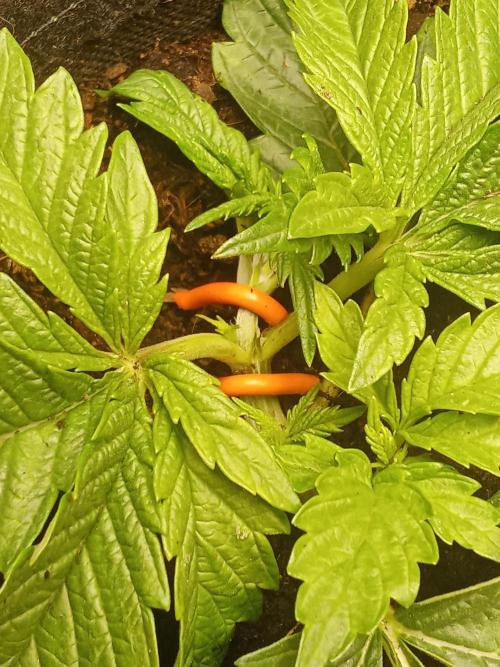 Sacred Terps _Chimera#3 X Bio Tabs. Week 3