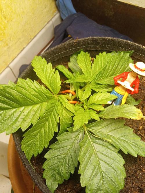 Sacred Terps _Chimera#3 X Bio Tabs. Week 3