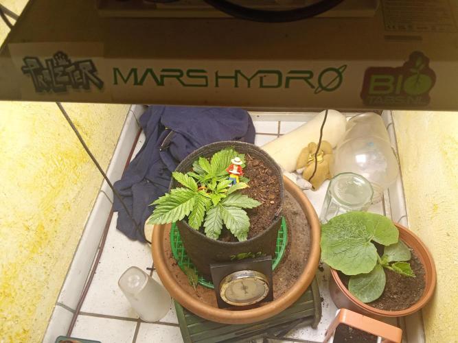 Sacred Terps _Chimera#3 X Bio Tabs. Week 3