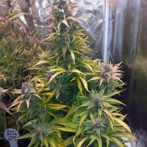 Comment by ZoobZoob_farmZ photo #1