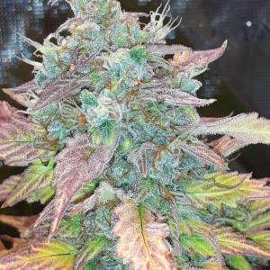 Comment by ZoobZoob_farmZ photo #2