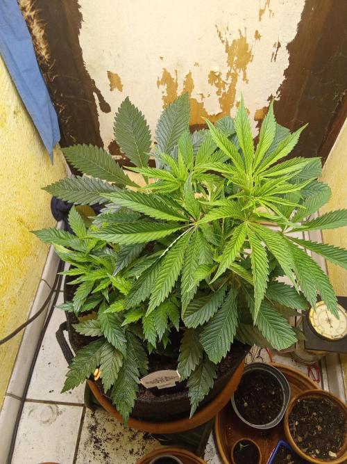 Sacred Terps _Chimera#3 X Bio Tabs. Week 6