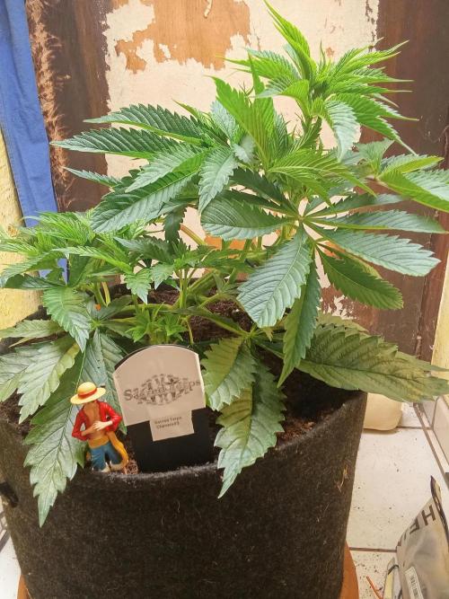 Sacred Terps _Chimera#3 X Bio Tabs. Week 6