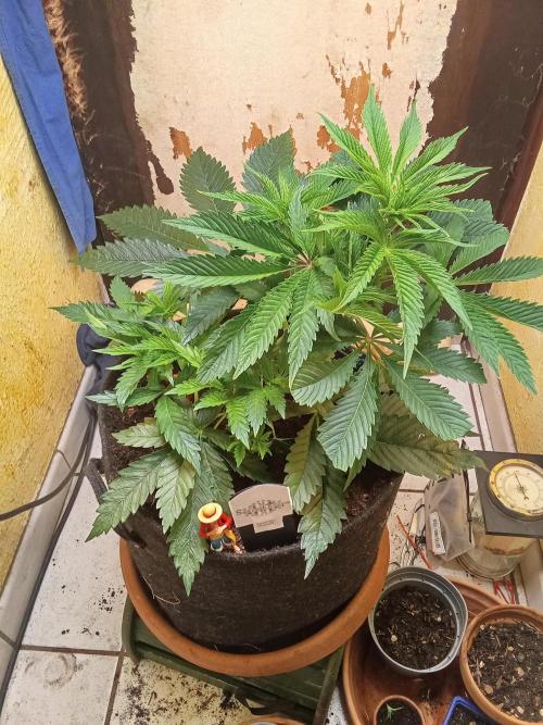 Sacred Terps _Chimera#3 X Bio Tabs. Week 6