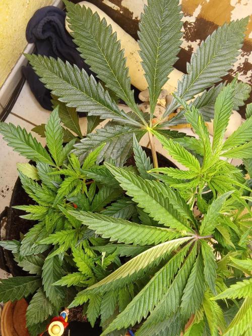 Sacred Terps _Chimera#3 X Bio Tabs. Week 6