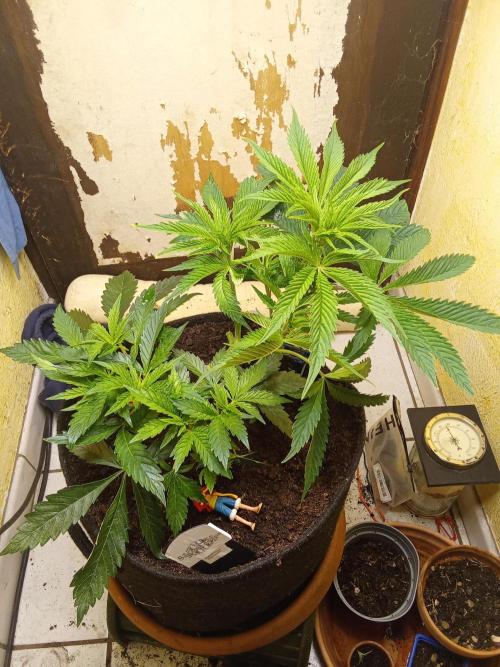 Sacred Terps _Chimera#3 X Bio Tabs. Week 6