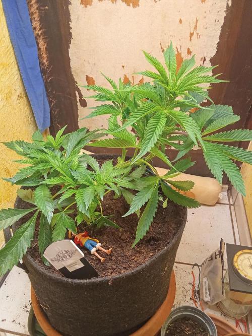 Sacred Terps _Chimera#3 X Bio Tabs. Week 6