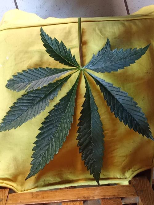 Sacred Terps _Chimera#3 X Bio Tabs. Week 6