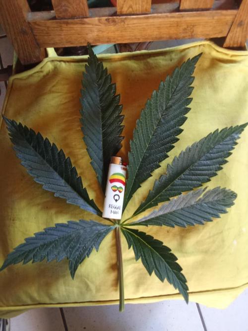 Sacred Terps _Chimera#3 X Bio Tabs. Week 6