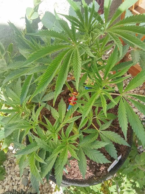 Sacred Terps _Chimera#3 X Bio Tabs. Week 7