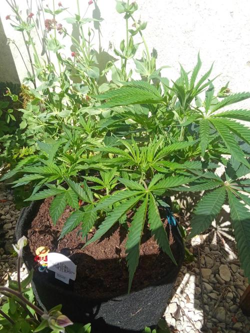 Sacred Terps _Chimera#3 X Bio Tabs. Week 7