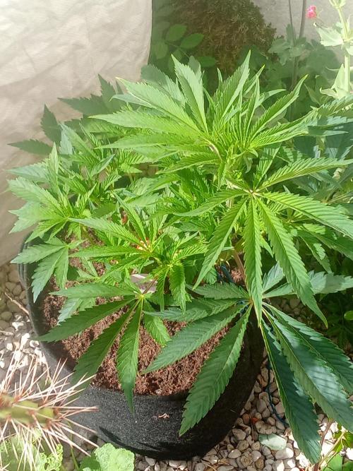 Sacred Terps _Chimera#3 X Bio Tabs. Week 7