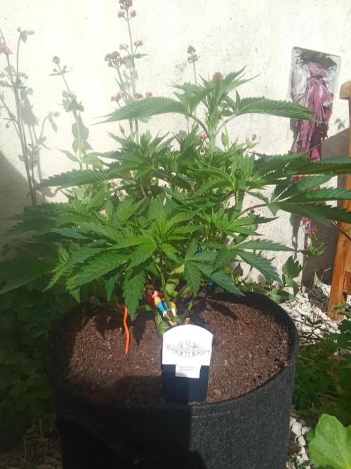 Sacred Terps _Chimera#3 X Bio Tabs. Week 7