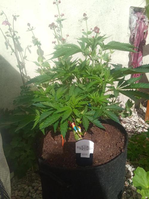 Sacred Terps _Chimera#3 X Bio Tabs. Week 7