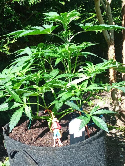 Sacred Terps _Chimera#3 X Bio Tabs. Week 7