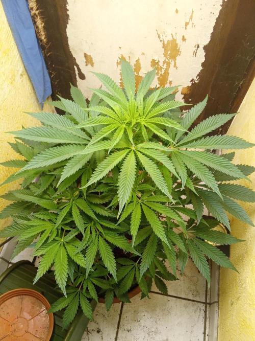 Sacred Terps _Chimera#3 X Bio Tabs. Week 8
