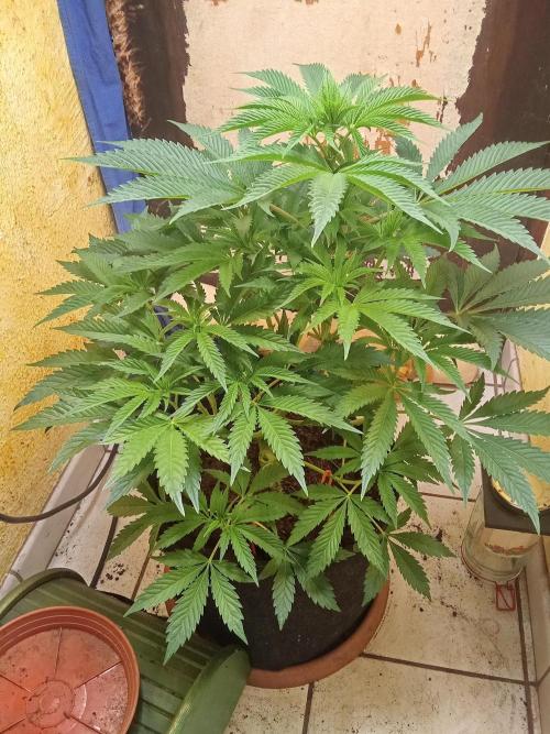 Sacred Terps _Chimera#3 X Bio Tabs. Week 8