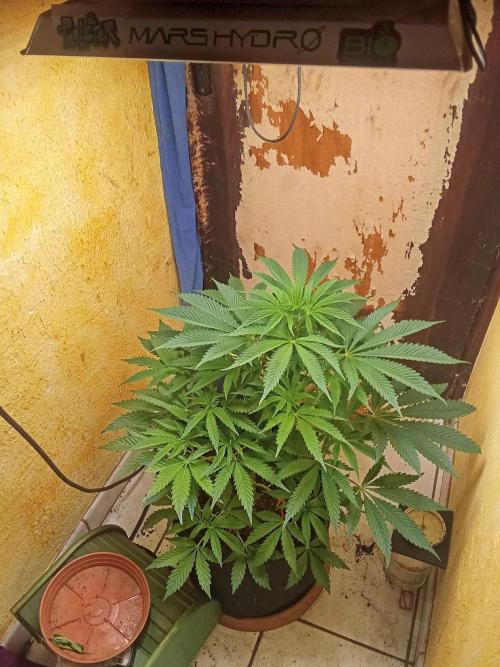 Sacred Terps _Chimera#3 X Bio Tabs. Week 8