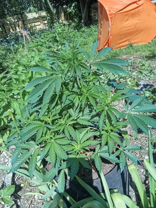 Sacred Terps _Chimera#3 X Bio Tabs. Week 8