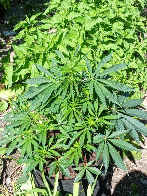 Sacred Terps _Chimera#3 X Bio Tabs. Week 8