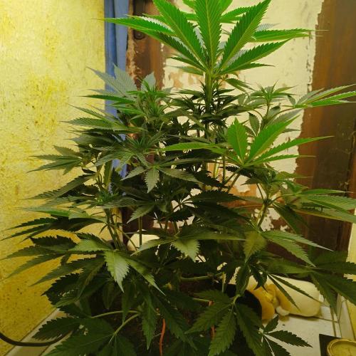 Sacred Terps _Chimera#3 X Bio Tabs. Week 9