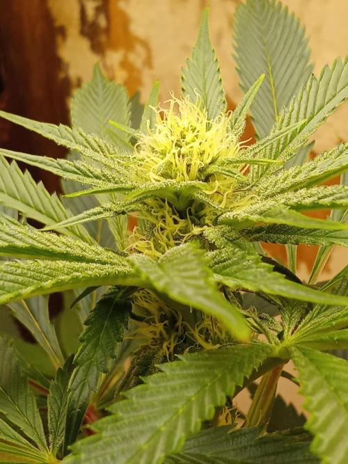 Sacred Terps _Chimera#3 X Bio Tabs. Week 10