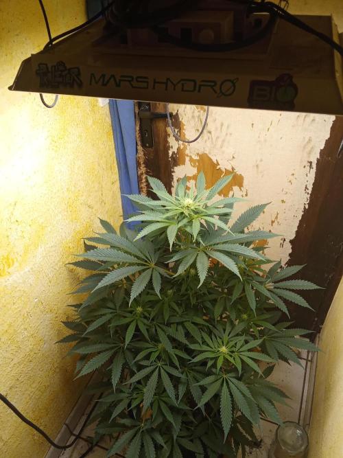 Sacred Terps _Chimera#3 X Bio Tabs. Week 10