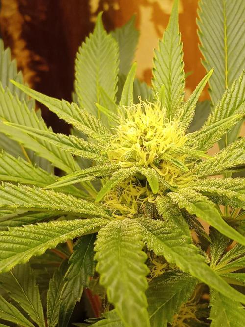 Sacred Terps _Chimera#3 X Bio Tabs. Week 10