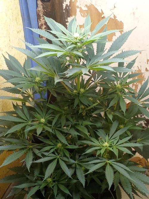 Sacred Terps _Chimera#3 X Bio Tabs. Week 10