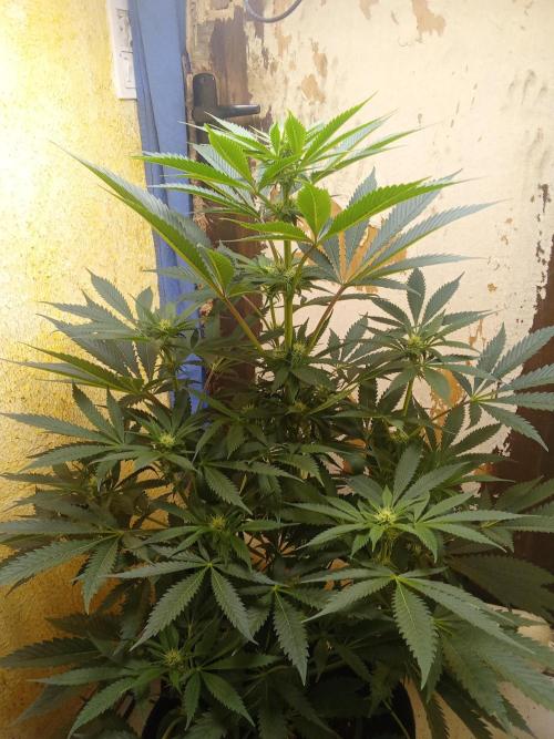 Sacred Terps _Chimera#3 X Bio Tabs. Week 10