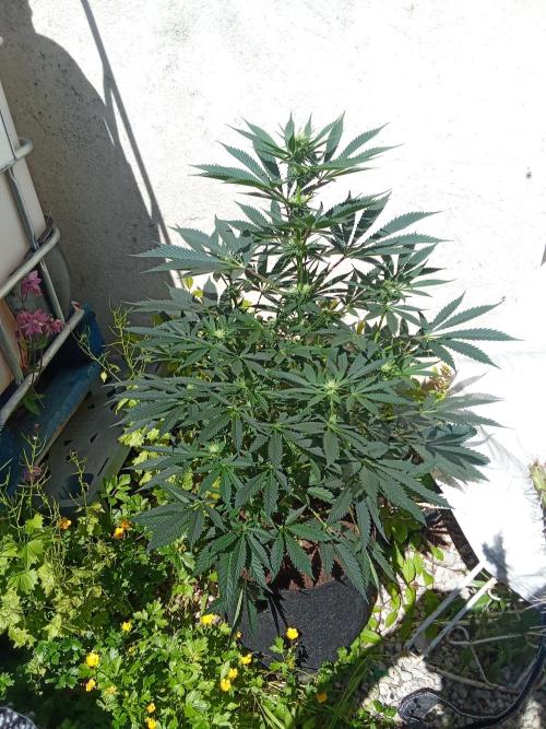 Sacred Terps _Chimera#3 X Bio Tabs. Week 10