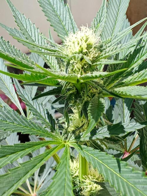 Sacred Terps _Chimera#3 X Bio Tabs. Week 10