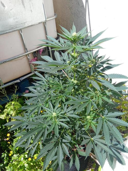 Sacred Terps _Chimera#3 X Bio Tabs. Week 10