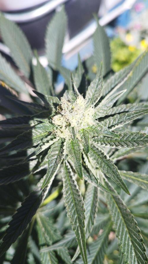 Sacred Terps _Chimera#3 X Bio Tabs. Week 11
