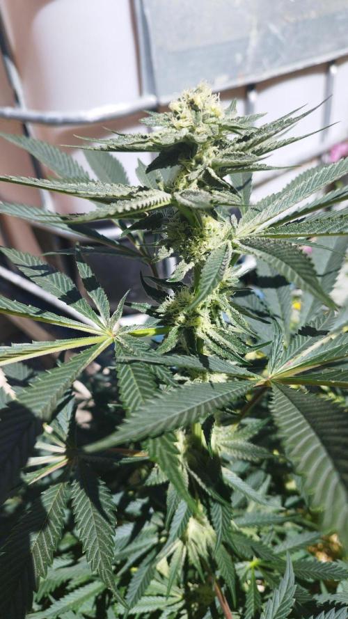 Sacred Terps _Chimera#3 X Bio Tabs. Week 11