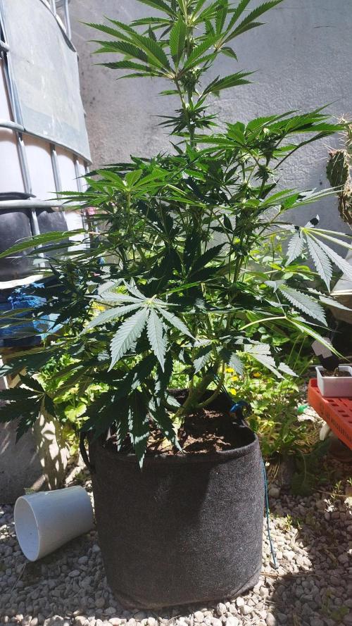 Sacred Terps _Chimera#3 X Bio Tabs. Week 11