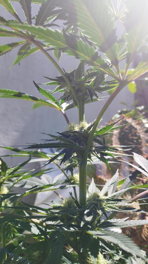 Sacred Terps _Chimera#3 X Bio Tabs. Week 11