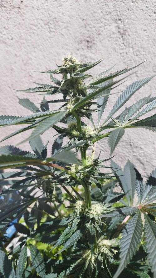 Sacred Terps _Chimera#3 X Bio Tabs. Week 11
