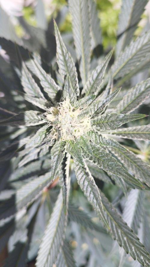 Sacred Terps _Chimera#3 X Bio Tabs. Week 11